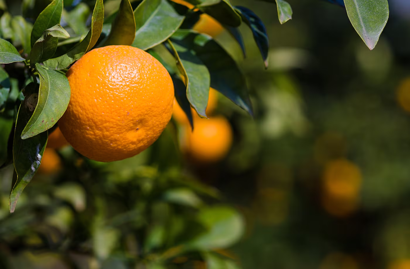 naranja CINATUR abranding